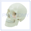 PNT-0150 3 parts classic human skull model